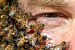 Quelles maladies sont traitées par les abeilles: indications et contre-indications pour l'apithérapie