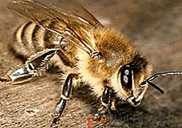 O que é doce para as abelhas e como cozinhá-lo em casa?
