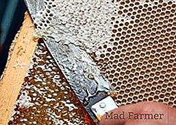 Cos'è lo zabrus nell'apicoltura e come posso guarirlo?