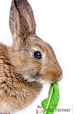Каква трева да се хранят зайци?