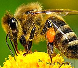 Zašto, kada i kako pčele roj. Kako zaustaviti buđenje pčela, fotografija, videa