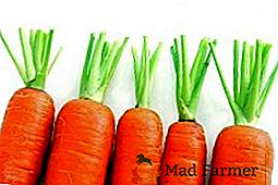 Les carottes dans le nord: les meilleures notes et leurs descriptions