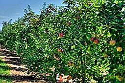 Jablečné odrůdy s nízkou odrůdou
