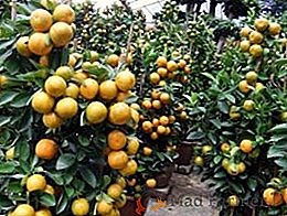 Ce tangerine pot fi plantate în sol deschis