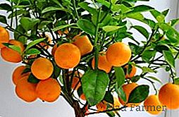 Který mandarin roste doma