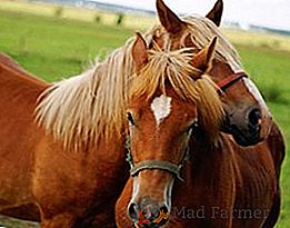 Accouplement des chevaux: sélection des animaux, méthodes d'élevage, méthodes d'accouplement