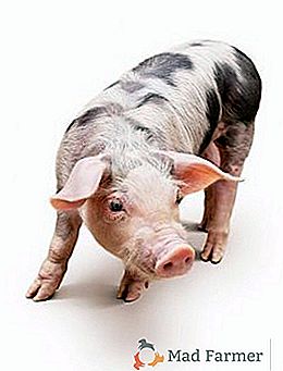 Sve najvažnije o uzgoju svinja Pietren