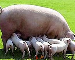Que porcos são carne: nos familiarizamos com as raças mais produtivas