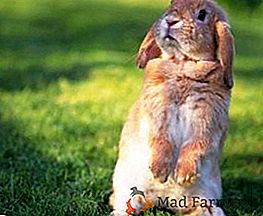 Месни зайци: най-достойните породи