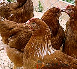 Culture de poulets rouges: conseils pour garder et nourrir