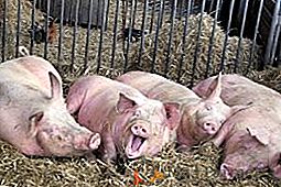 Специфичности и правила меса за товање свиња: раст "као квасац"
