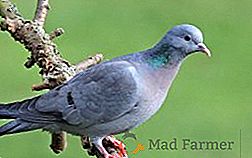Description des espèces et des races de pigeons avec une photo