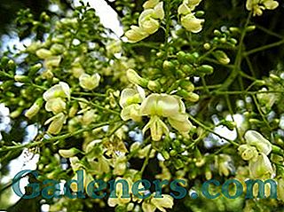 Sophora japonica: terapevtske lastnosti in značilnosti okolja