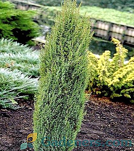 Čudežni učinek Juniperus