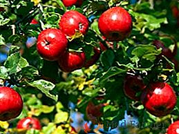 Vrste stabala jabuka u Moskvi regiji