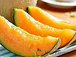 Mejores tipos de melones para tu mesa
