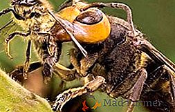 Como remover vespas de uma parcela do país ou de um apiário