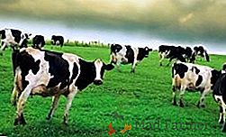 Contenido de la vaca: formas de