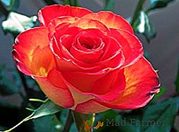 Роза: форми, цвят и аромат