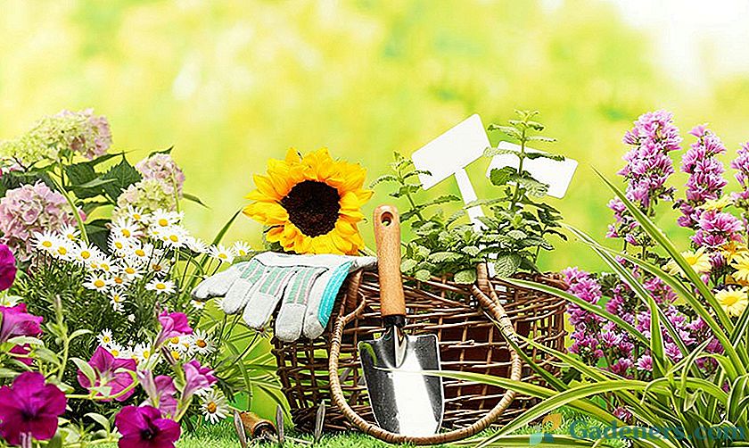 Lunarni koledar vrtnar in vrtnarji v juniju 2018