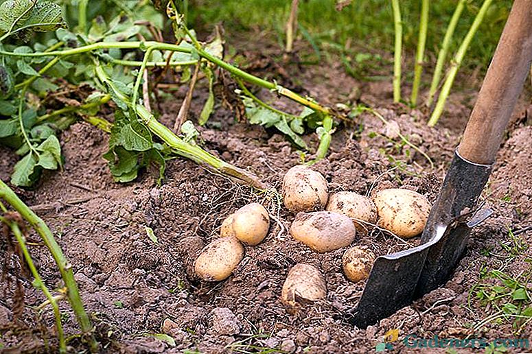 Кога да копаете картофи в лунния календар през 2018 г.?