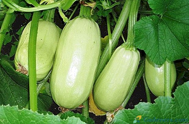 Gribovsky zucchini 37 - opis odmiany i zasad uprawy