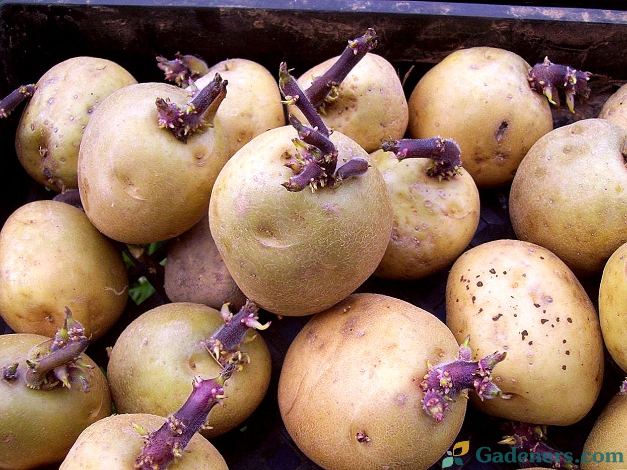 Kako pripremiti krumpir za sadnju u proljeće - 5 najvažnijih bodova
