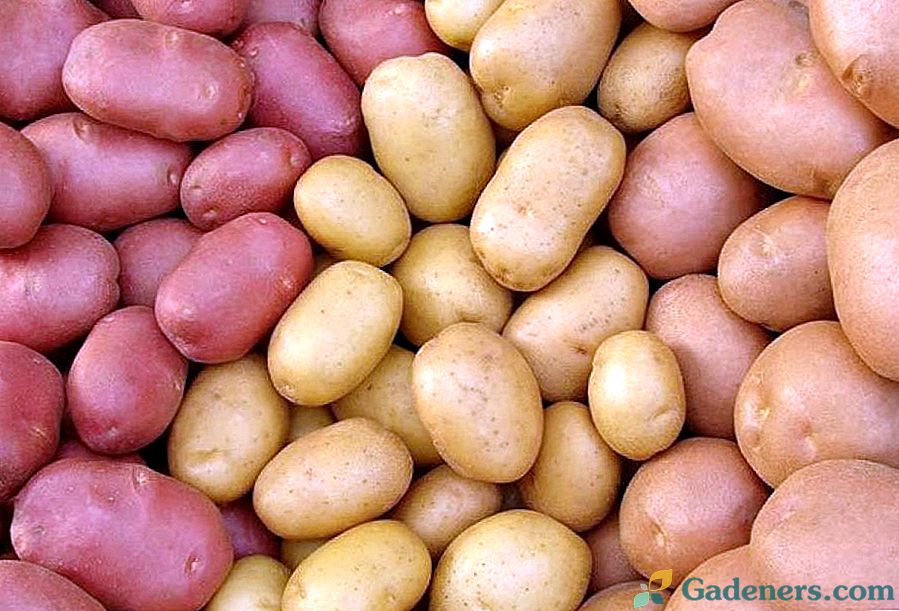 Най-продуктивните сортове картофи - повече от 500 кг от една тъкан