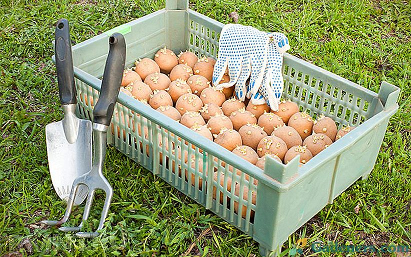 Kaip auginti bulves prieš sodinimą - 7 efektyvūs būdai