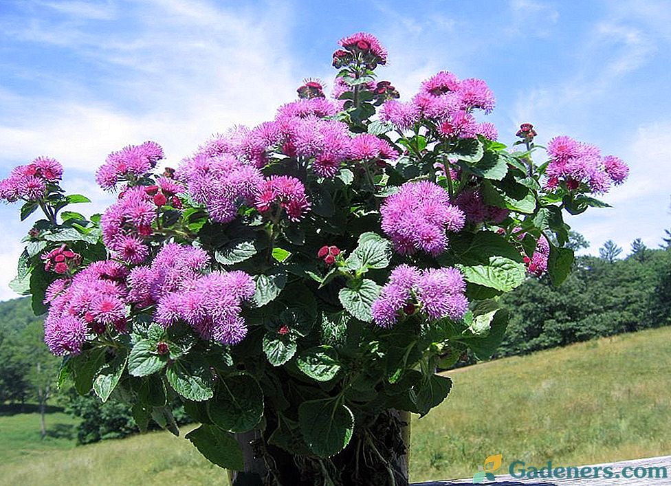 Ageratum - aprašymas, priežiūra ir gėlių atgaminimas jūsų sode