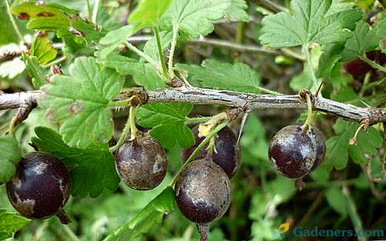 Болести и вредители от цариградско грозде - описание с снимки и методи за лечение