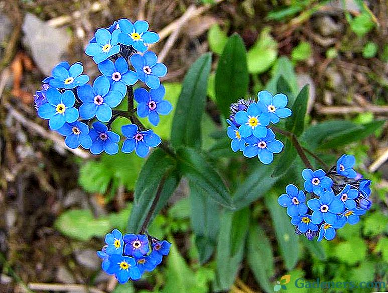 Wonderful Forest Forget-me-not - savybės auga sode