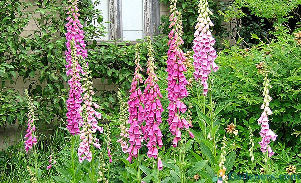 Cvjetne bijenale - klasificiranje i rastuće značajke u vašem vrtu