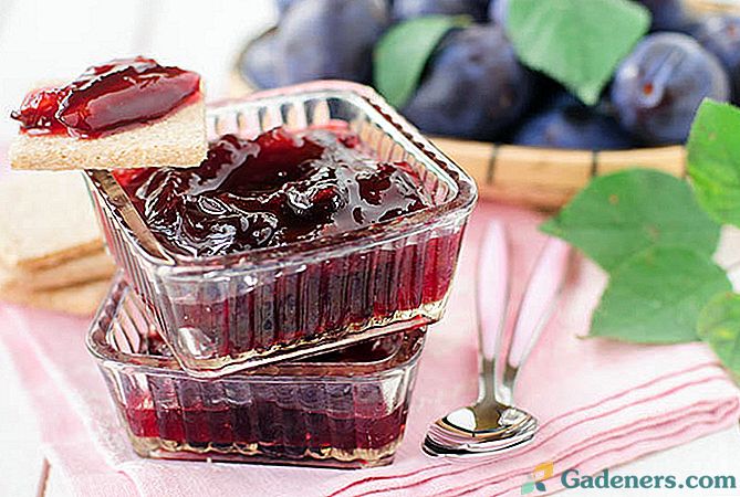 Džem od voća i bobica za zimu - najukusnije recepte