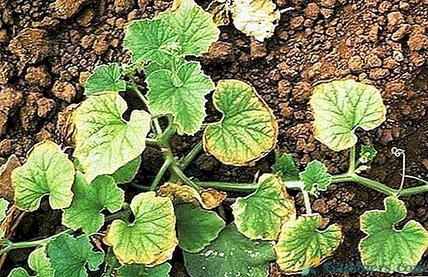 Fusarium - plesňová choroba záhradných a vnútorných rastlín