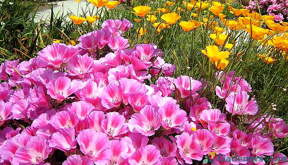 Godetia - cvijet strasti - značajke uzgoja i njege