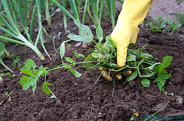 Jak se vypořádat s plevely - tipy od zkušených zahradníků