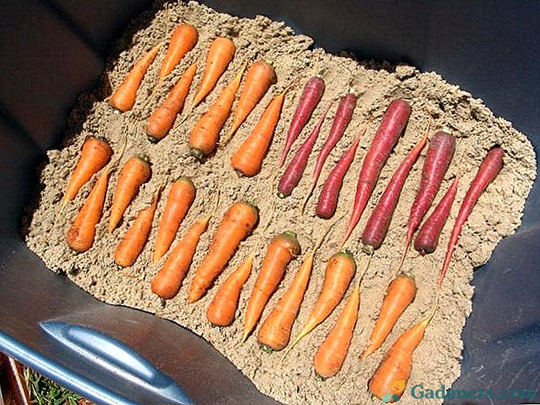 Kaip ir kada rudenį iškasti morkas iš sodo ir kaip jį laikyti?