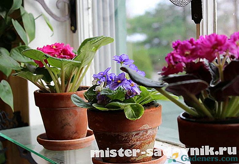 Ako transplantovať fialky doma - tipy kvetinárstvo
