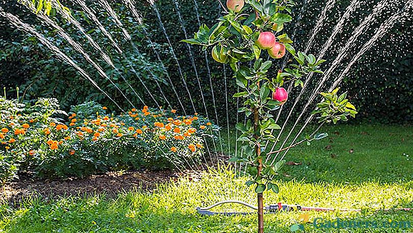 Jak podlewać drzewa owocowe w ogrodzie - sekrety doświadczonych ogrodników