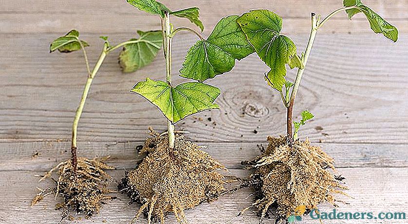 Jak prawidłowo sadzić sadzonki czarnej porzeczki?