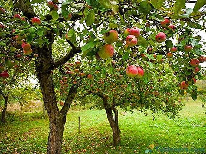 Kako saditi jabolko v jeseni - nasveti izkušenih vrtnarjev