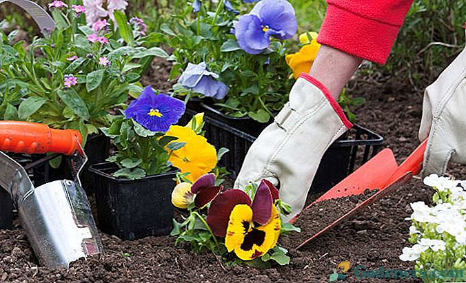 Kako saditi sadike letnih cvetov v tleh