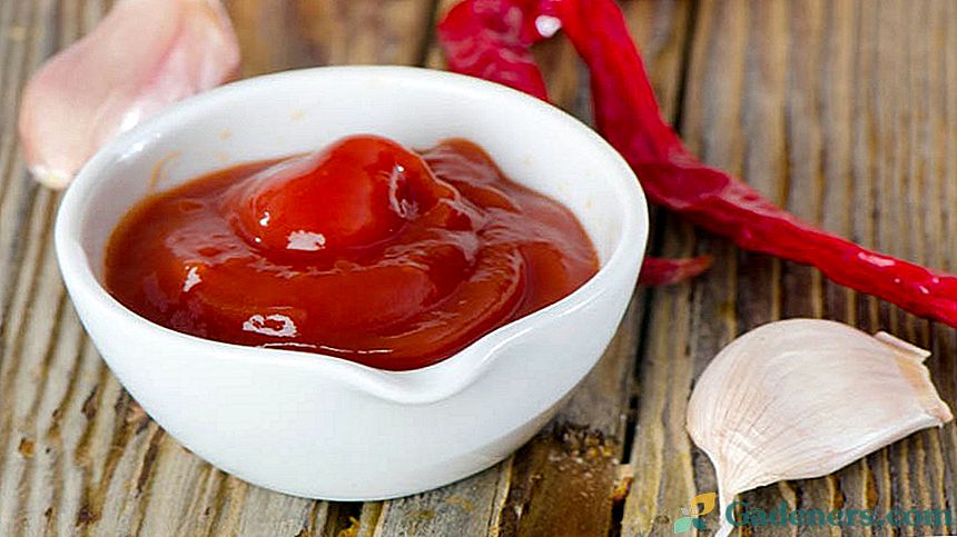 Kako narediti domače ketchup - dokazane recepte od poletnih prebivalcev