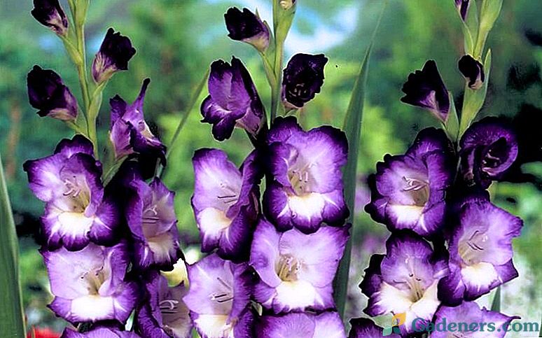 Kā augu gladiolu pavasarī pareizi - dārznieku noslēpumi