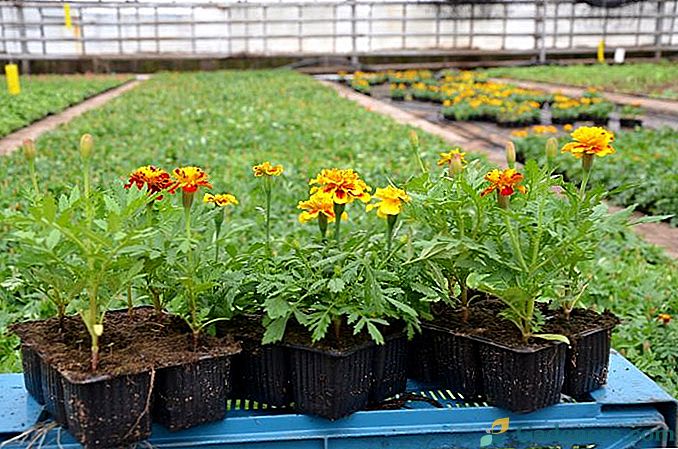 Kaip auginti gerus santelius iš sėklų namuose?