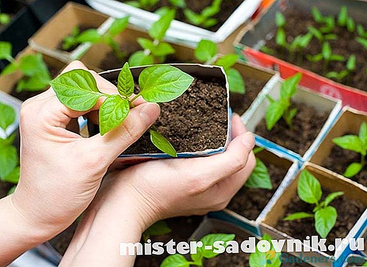 Ako pestovať dobré sadenice aster kvety zo semien doma