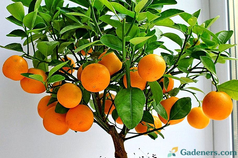 Kaip auginti mandarinų medį iš kaulų namuose?