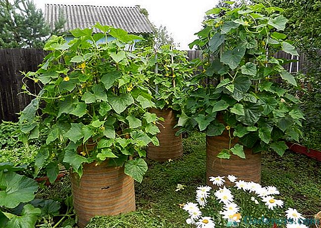 Kako rastejo kumare v sodu v državi - skrivnosti izkušenih vrtnarjev