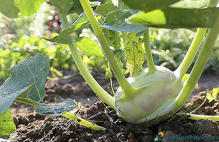 Jak pěstovat nejužitečnější zelí kohlrabi v zemi - tajemství zahradníků